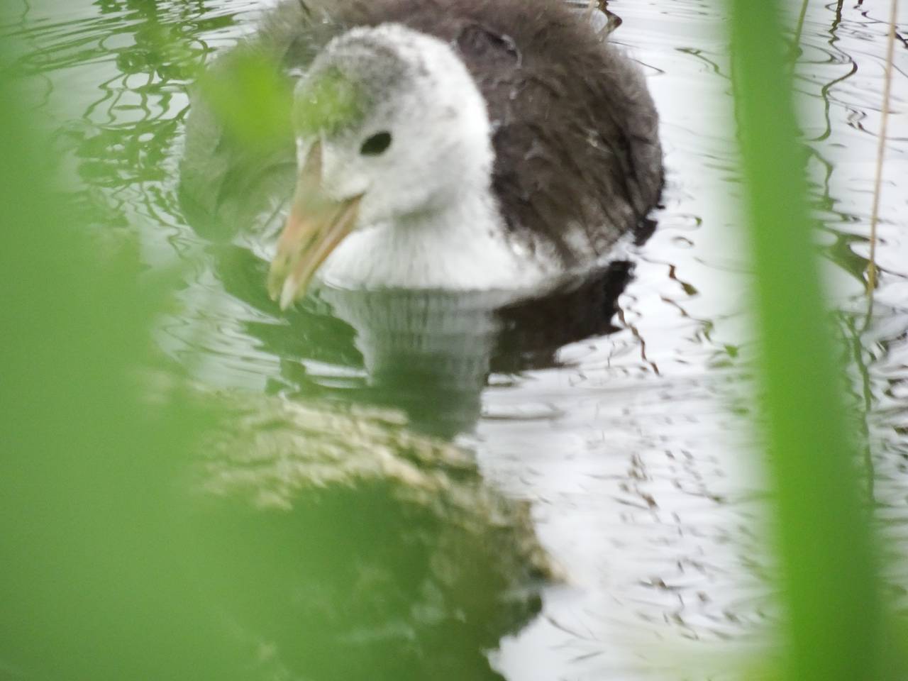 DSC09677_%281280_x_1024%29