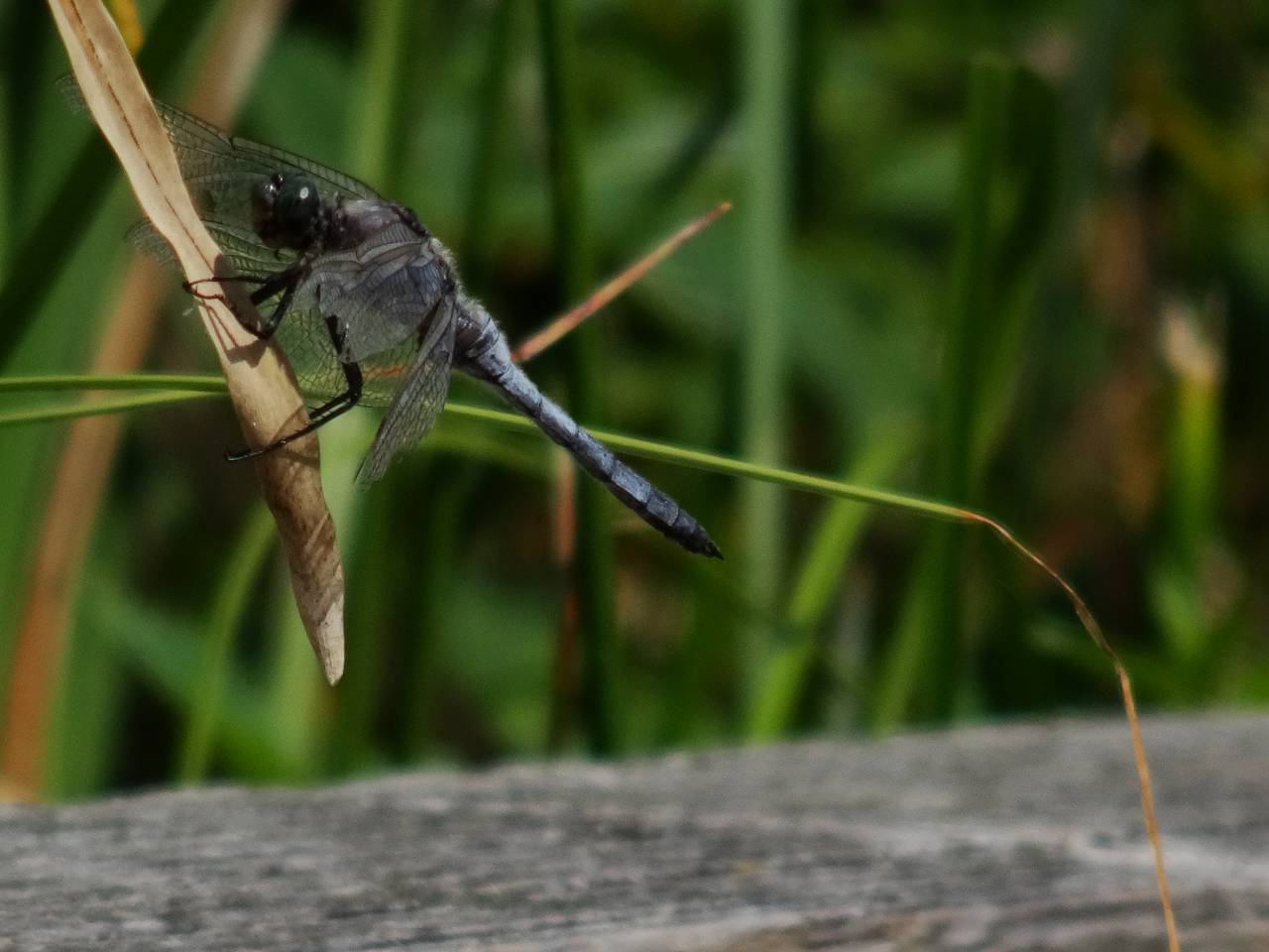 DSC09691_%281280_x_1024%29