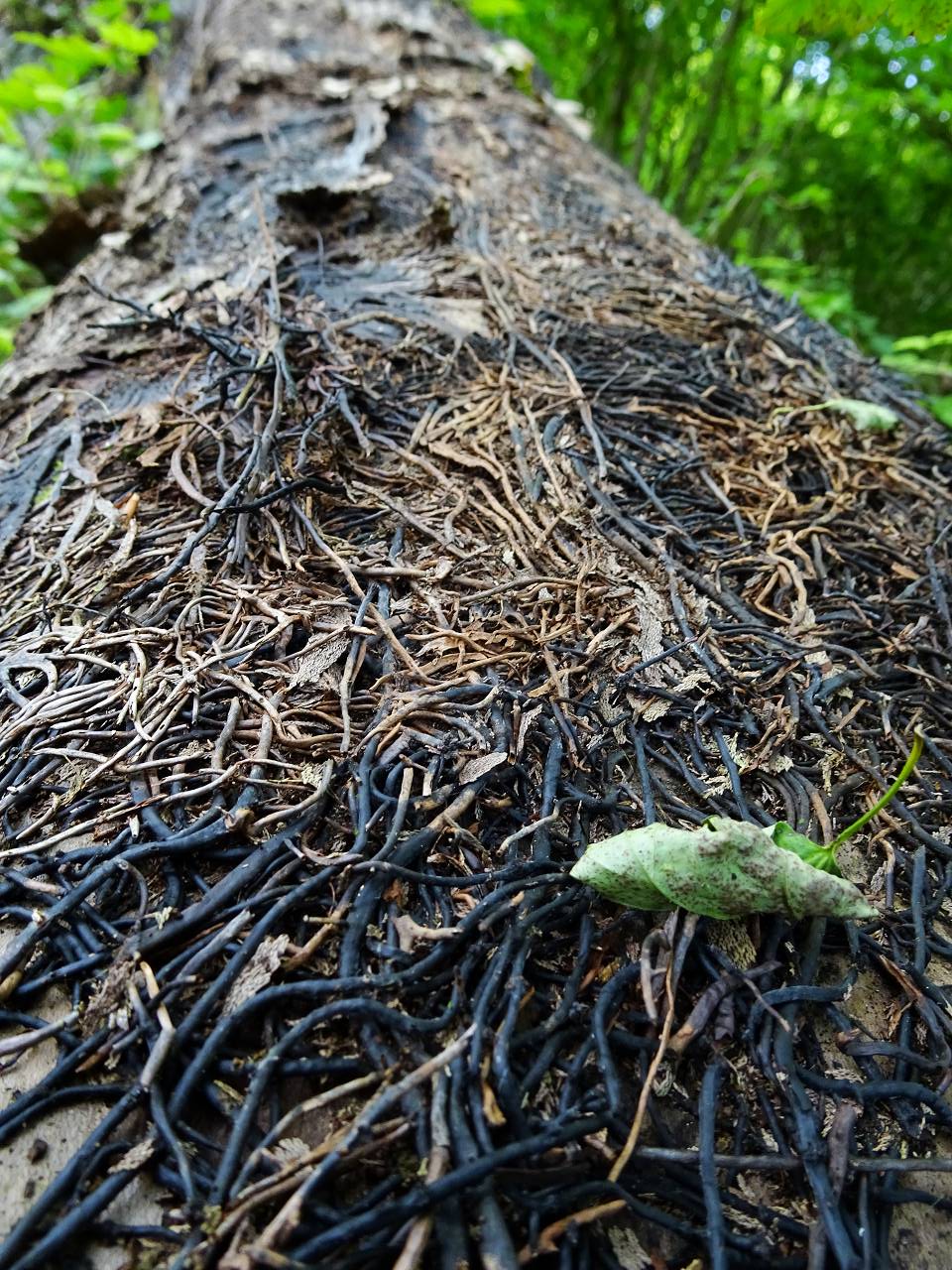 DSC09822_%281280_x_1024%29