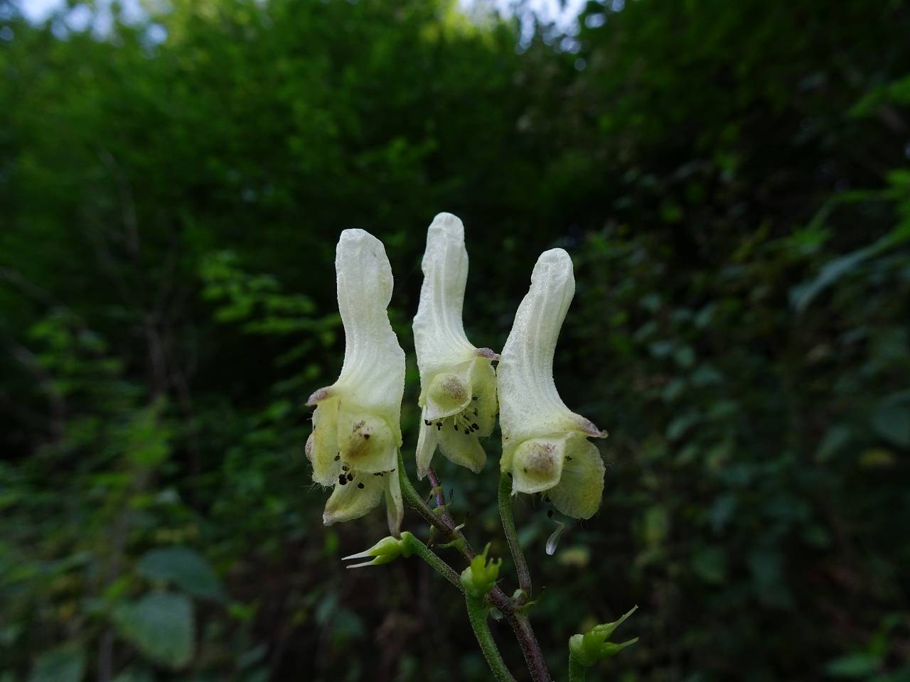 DSC09826_%281280_x_1024%29