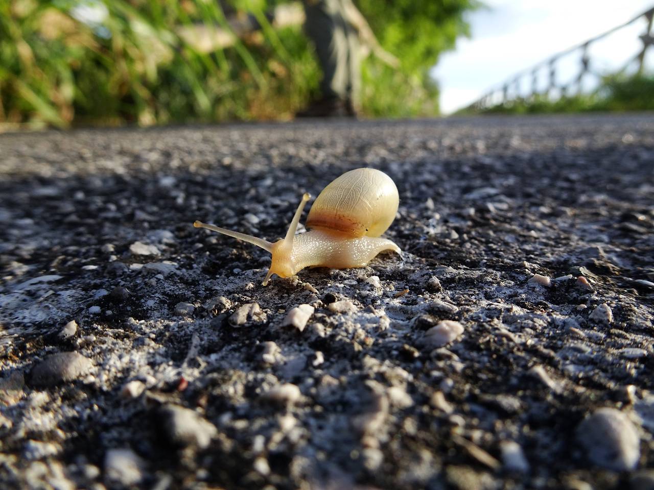 DSC00771_%281280_x_1024%29