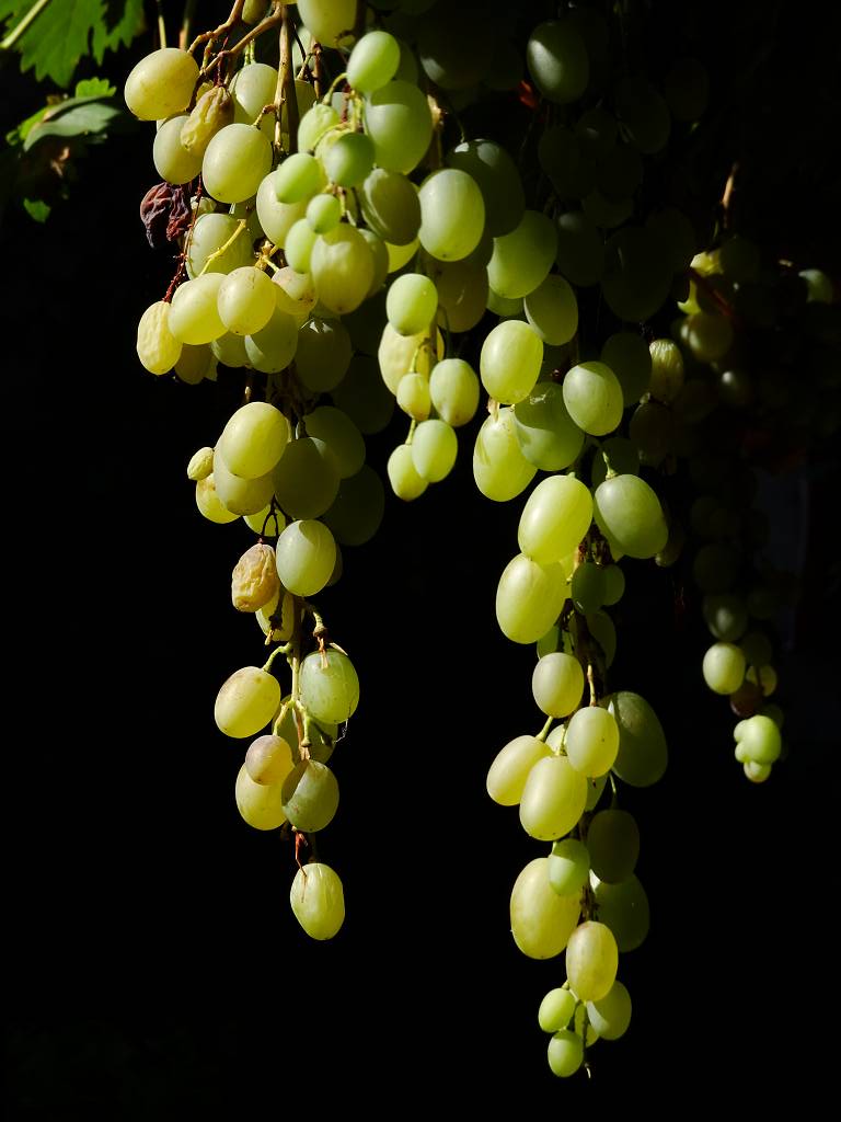 DSC01492_%281024_x_768%29