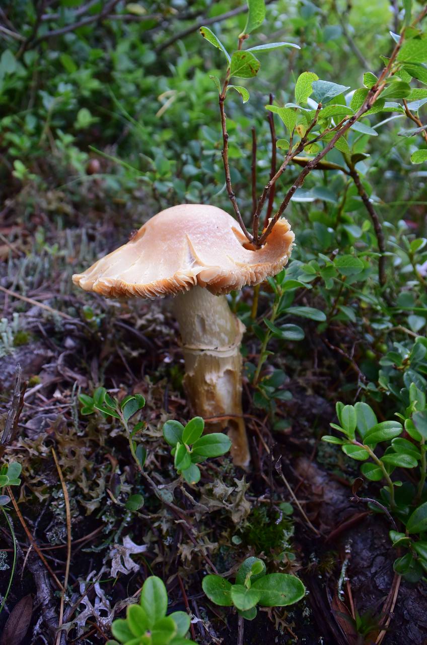 DSC_1289_%281280_x_1024%29