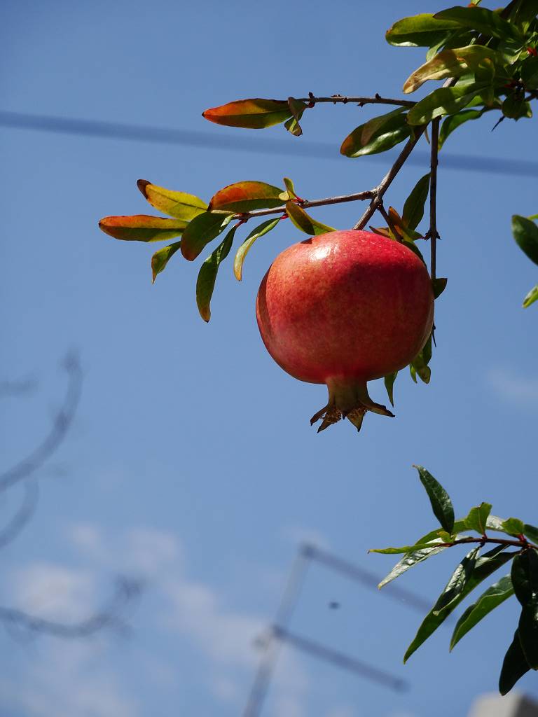 DSC02147_%281024_x_768%29