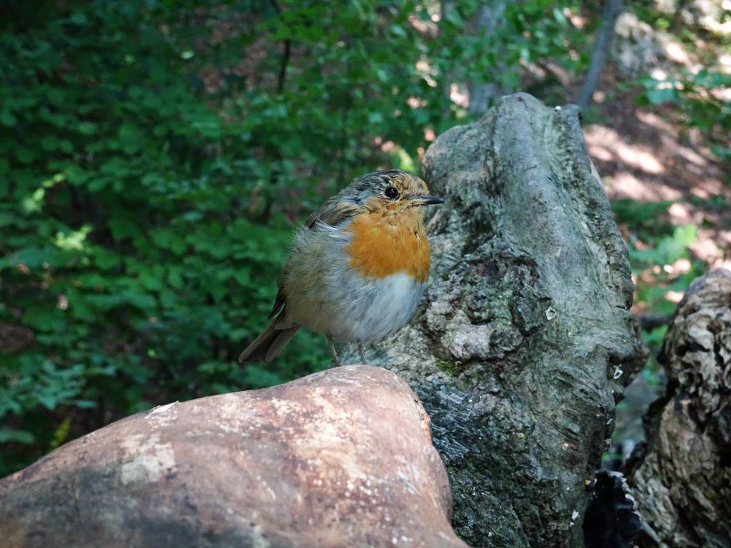 DSC01712_%281024_x_768%29