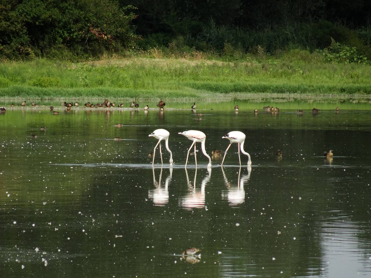 DSC00887_%281280_x_1024%29