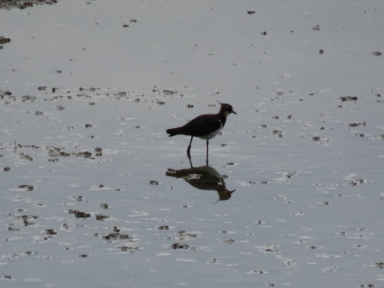 DSC00909_%281280_x_1024%29