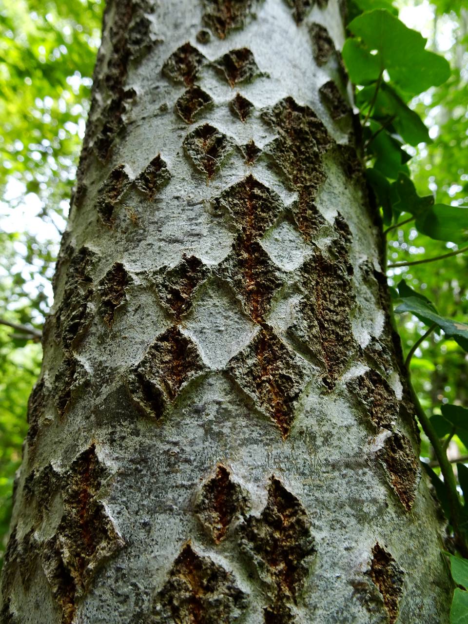 DSC00932_%281280_x_1024%29