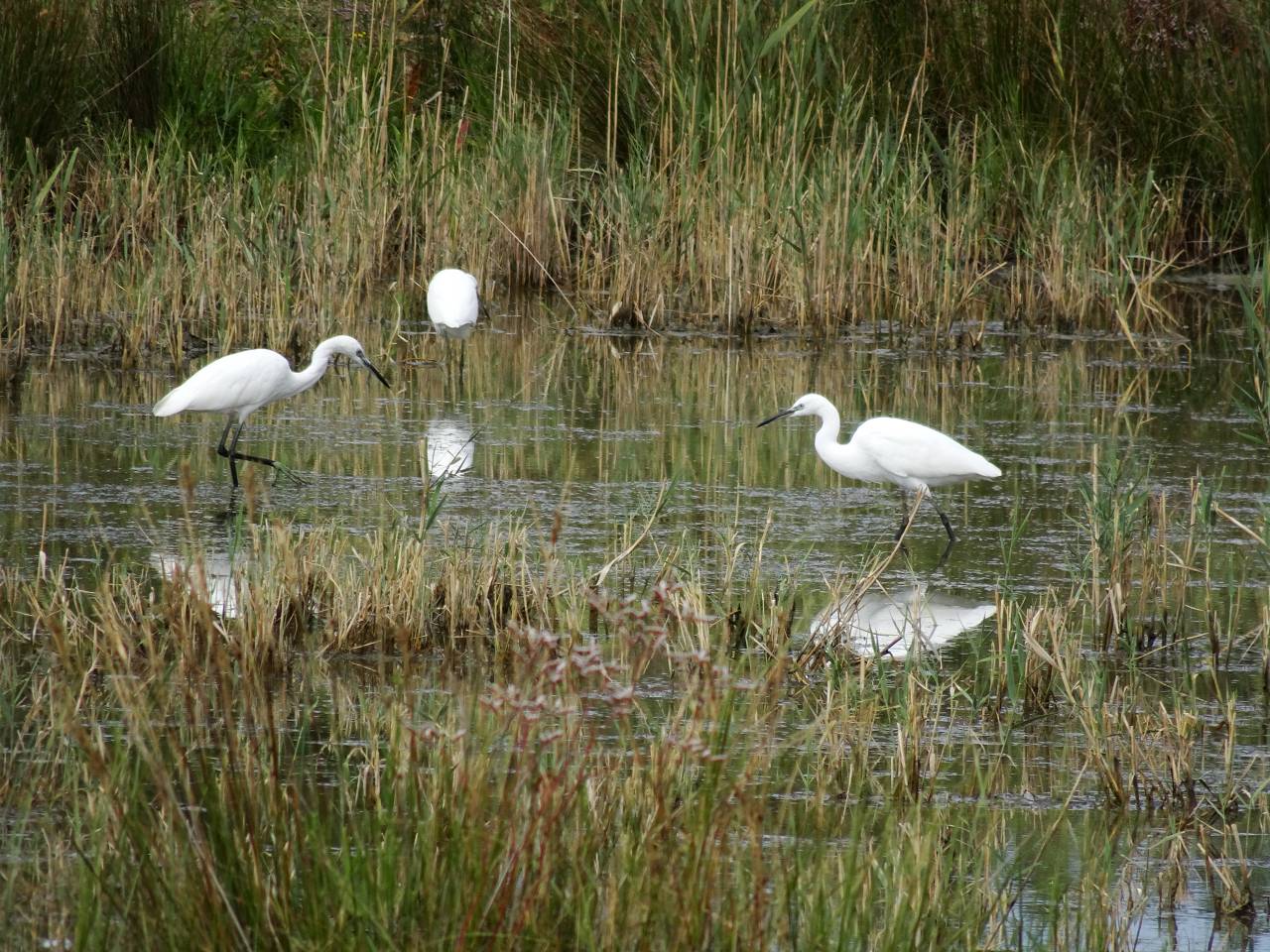 DSC00942_%281280_x_1024%29