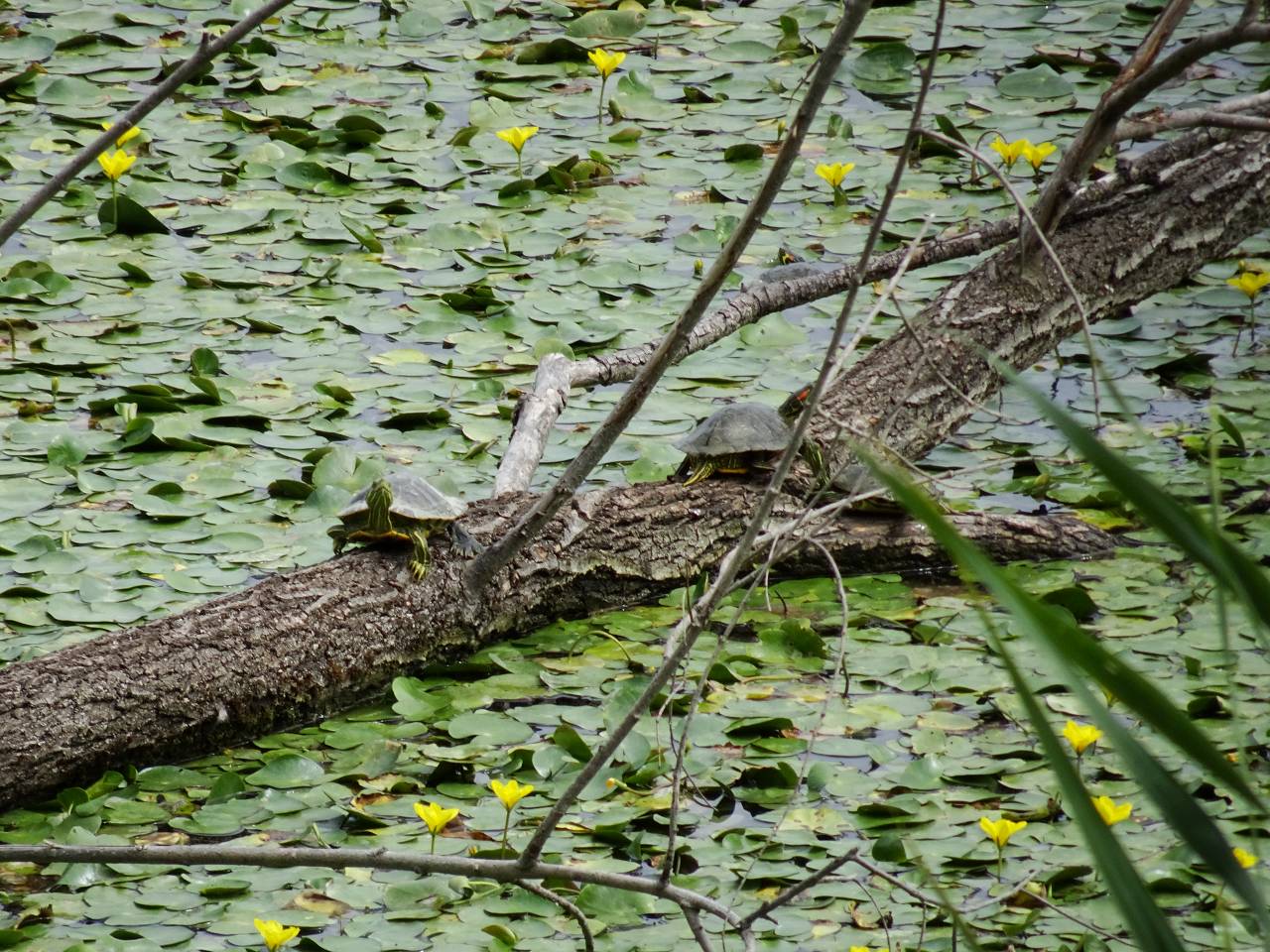 DSC01009_%281280_x_1024%29