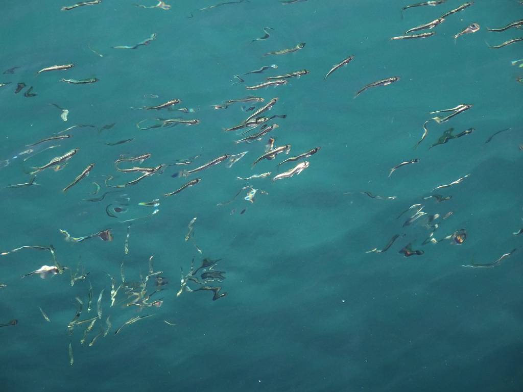 DSC01908_%281024_x_768%29