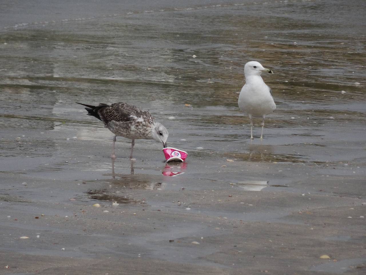 DSC05746_%281280_x_1024%29