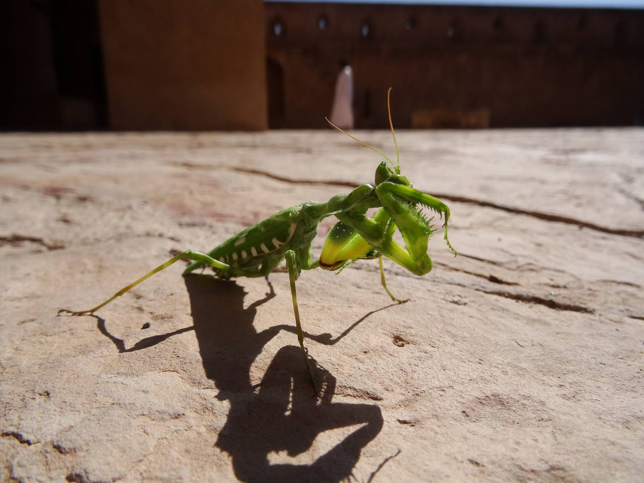 DSC06185_%281280_x_1024%29