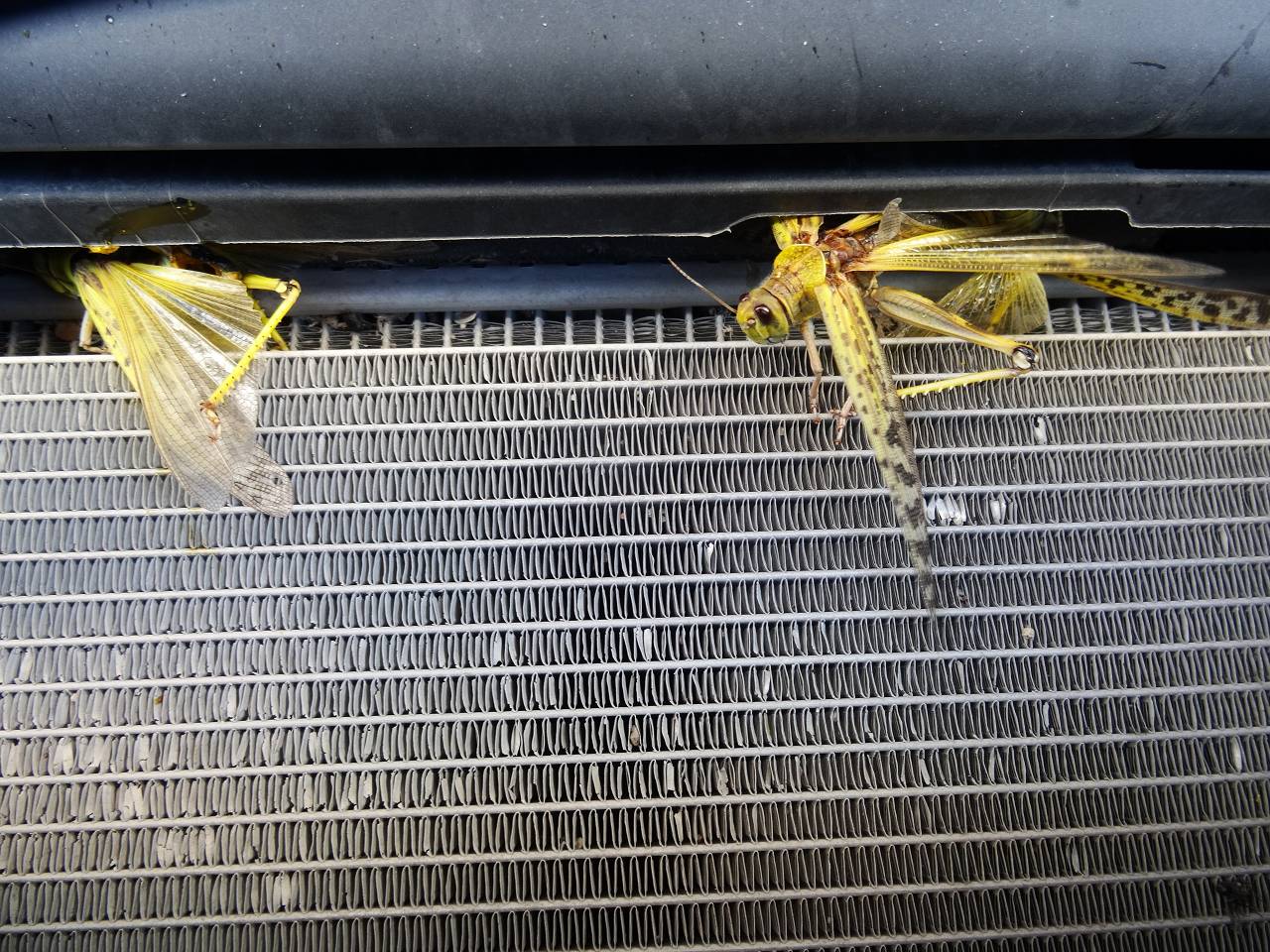 DSC07081_%281280_x_1024%29