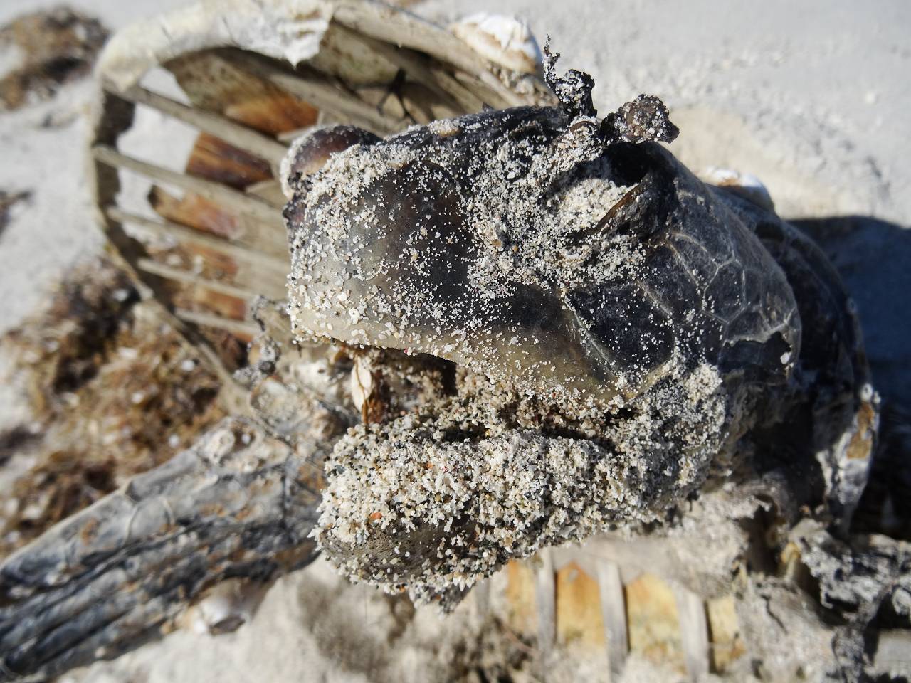 DSC07541_%281280_x_1024%29