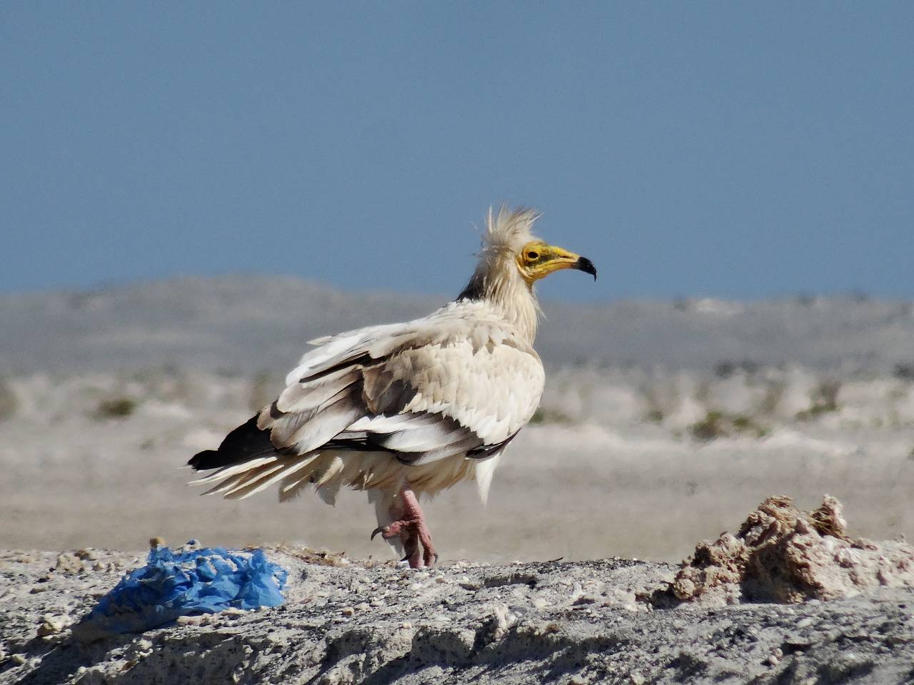 DSC07575_%281280_x_1024%29