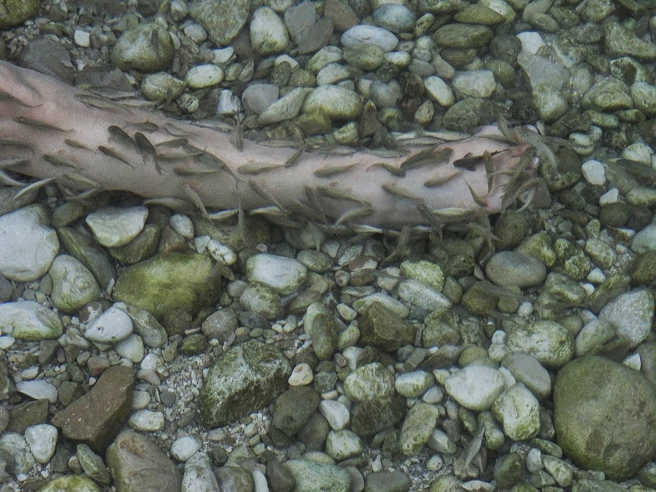 DSC07918_%281280_x_1024%29