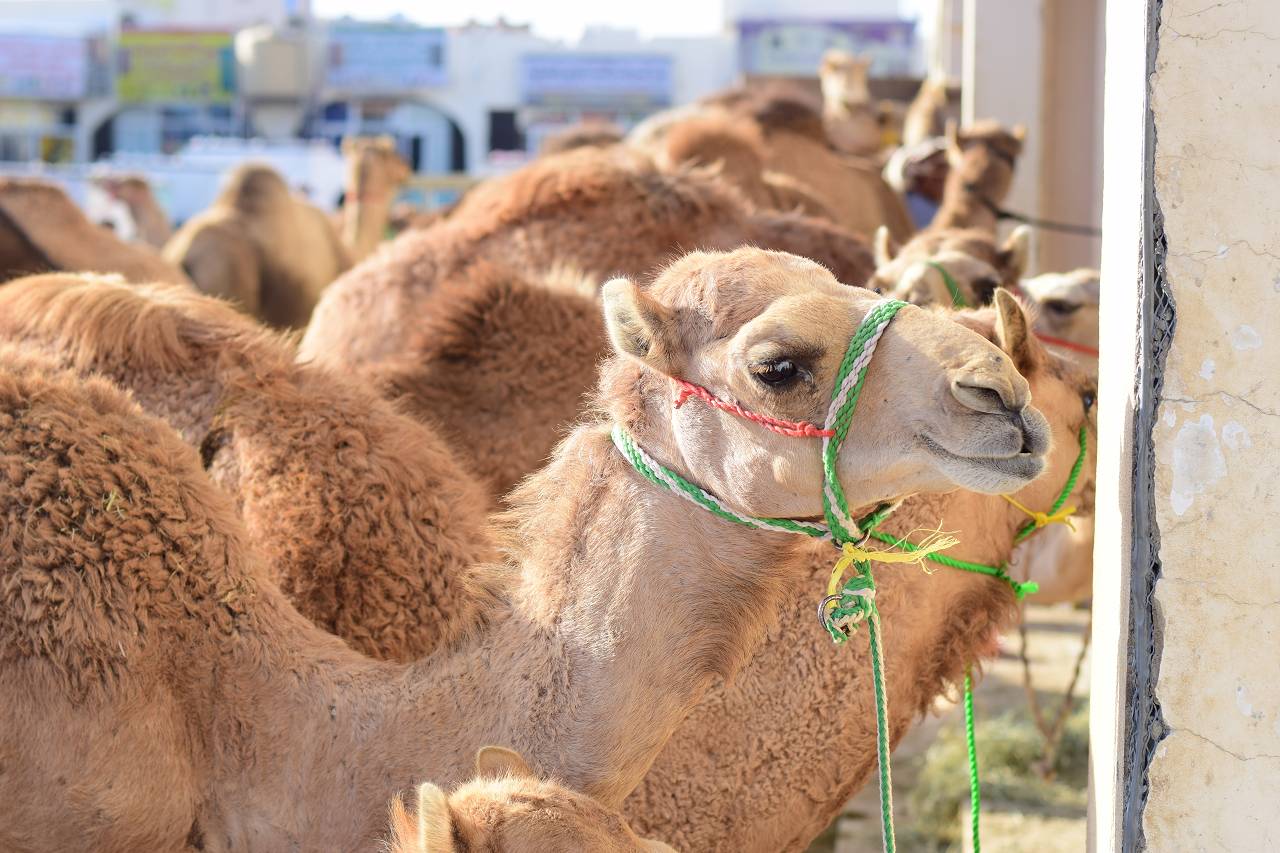 DSC_1285_%281280_x_1024%29