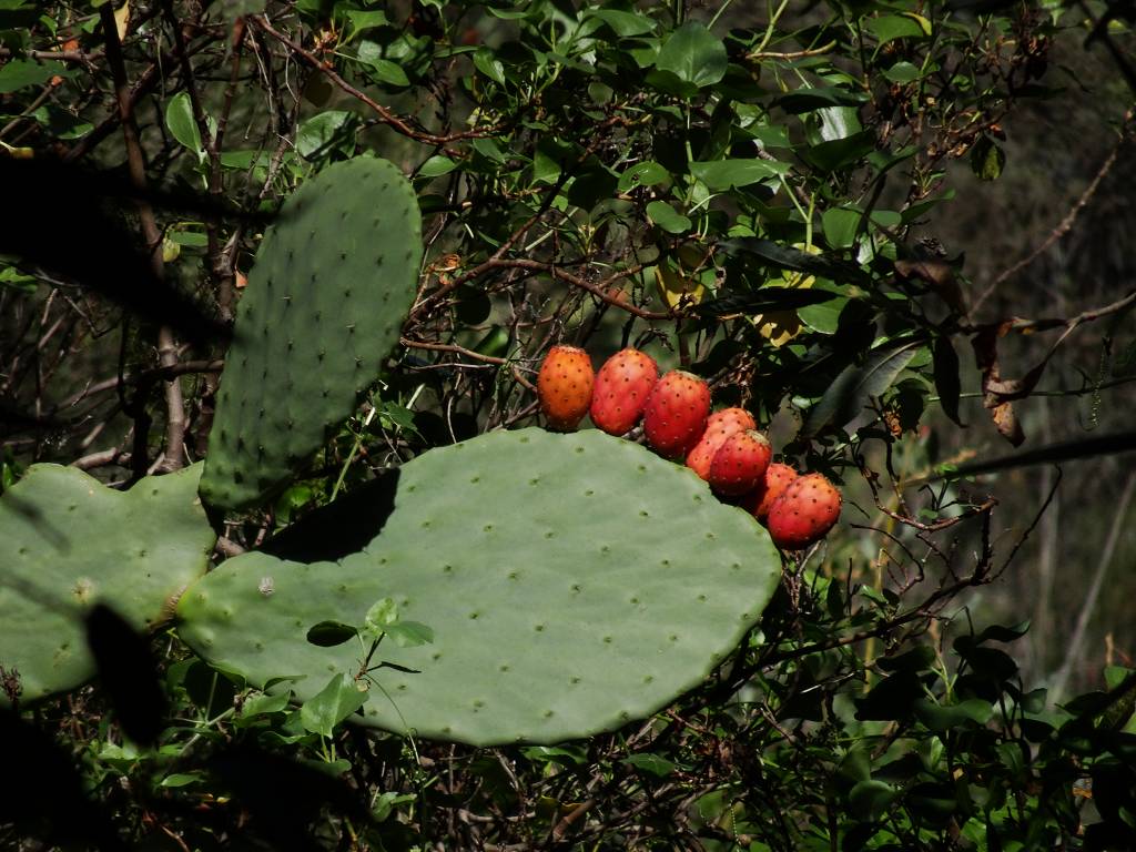 DSC00865_%281024_x_768%29