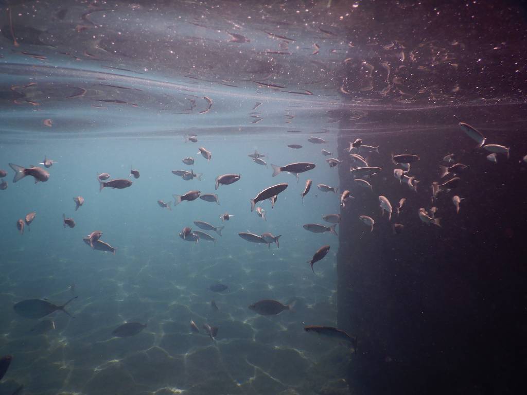 DSCN3278_%281024_x_768%29