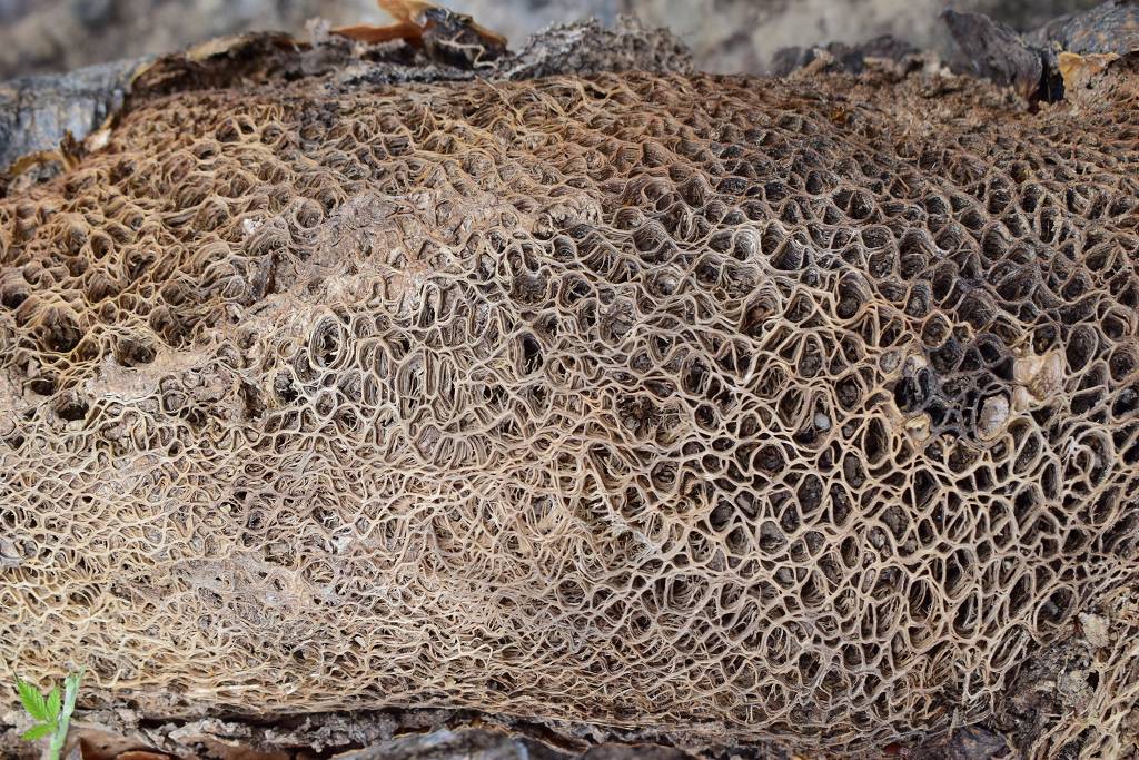 DSC_3364_%281024_x_768%29