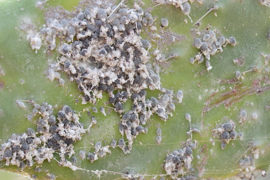 DSC_3393_%281024_x_768%29