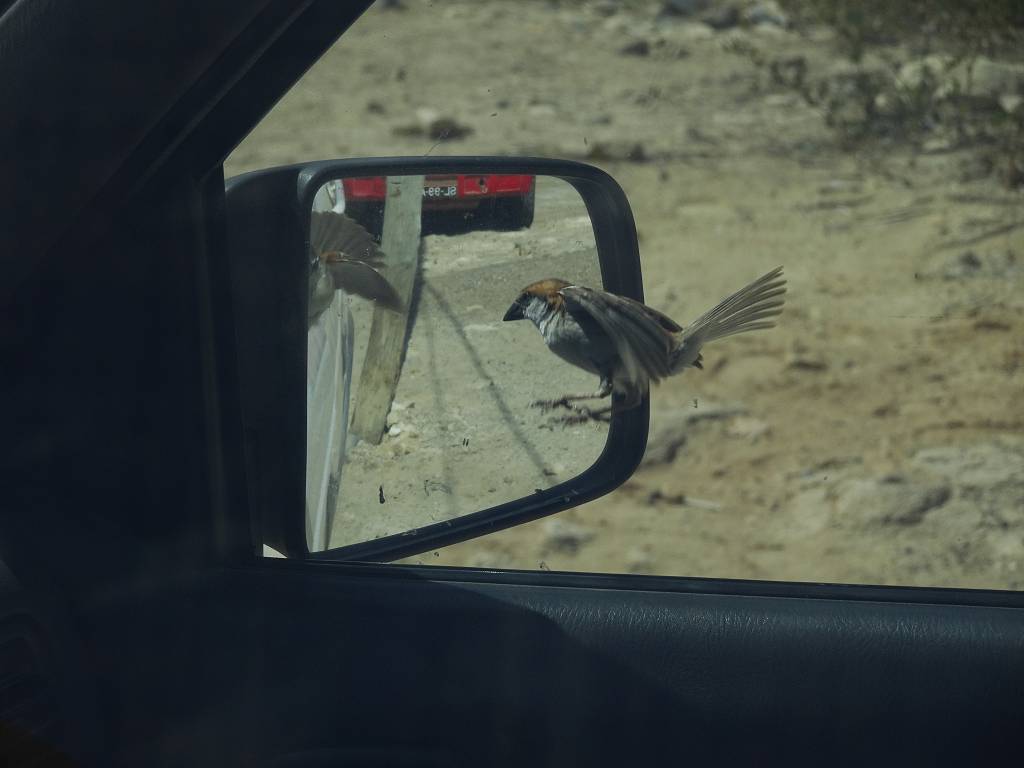 DSC09599_%281024_x_768%29